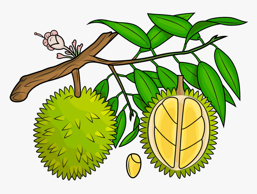 Detail Durian Vector Png Nomer 8