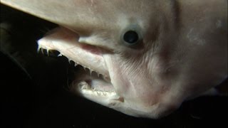 Detail Dwarf Lantern Shark Alien Goblin Shark Nomer 37