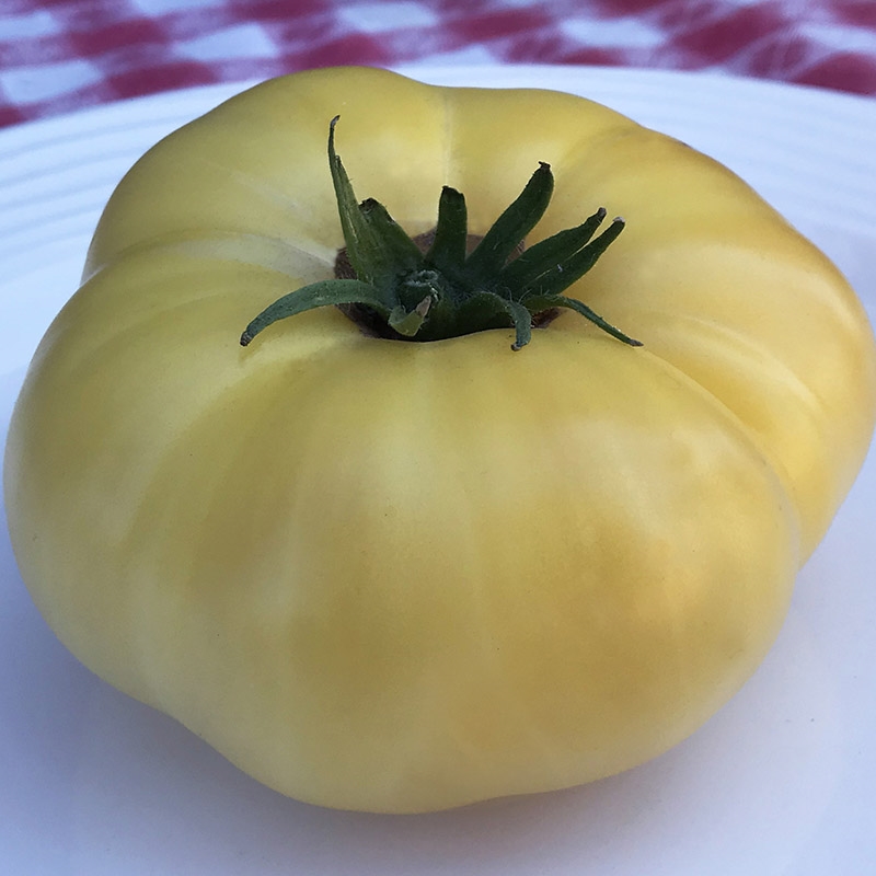 Dwarf Mr Snow Tomato - KibrisPDR