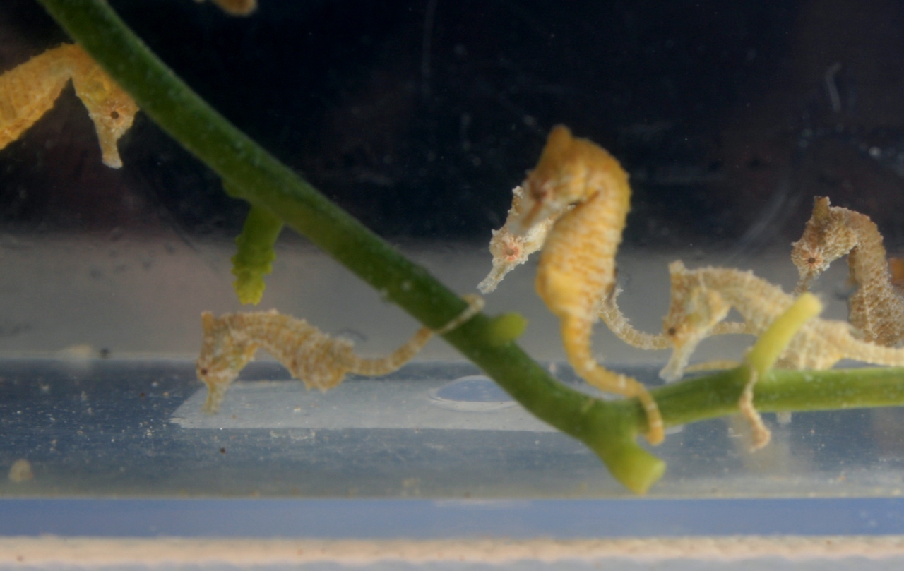 Dwarf Seahorse For Sale - KibrisPDR