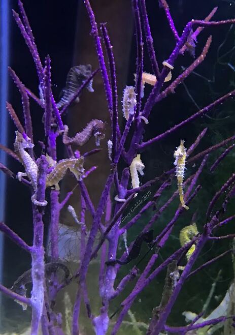 Detail Dwarf Seahorse For Sale Nomer 3