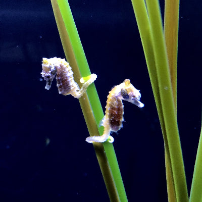 Detail Dwarf Seahorse For Sale Nomer 4