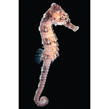 Detail Dwarf Seahorse For Sale Nomer 32