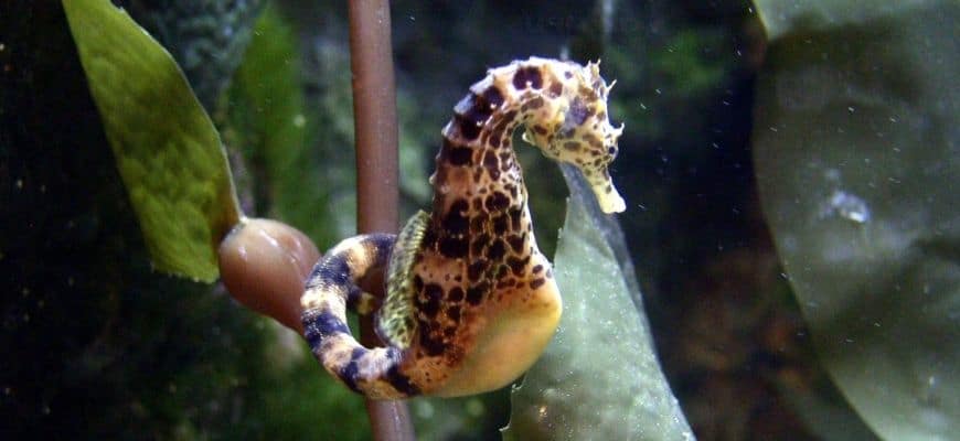 Detail Dwarf Seahorse For Sale Nomer 34