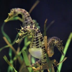 Detail Dwarf Seahorse For Sale Nomer 35