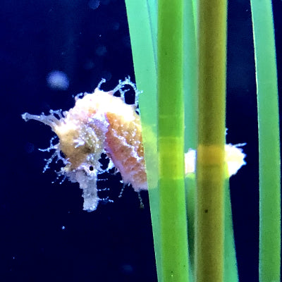 Detail Dwarf Seahorse For Sale Nomer 46