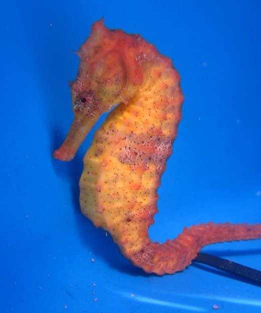 Detail Dwarf Seahorse For Sale Nomer 47