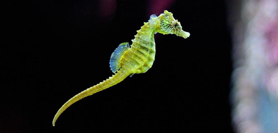 Detail Dwarf Seahorse For Sale Nomer 51