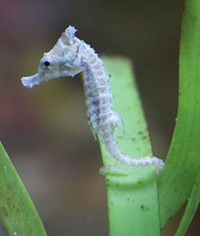 Detail Dwarf Seahorse For Sale Nomer 54