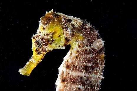 Detail Dwarf Seahorse For Sale Nomer 55