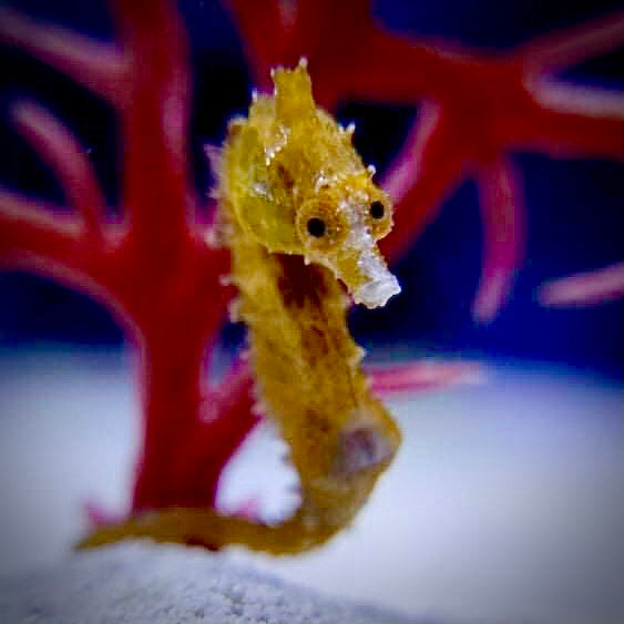 Detail Dwarf Seahorse For Sale Nomer 9