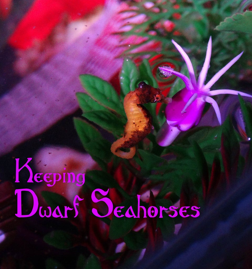 Detail Dwarf Seahorse Kit Nomer 14