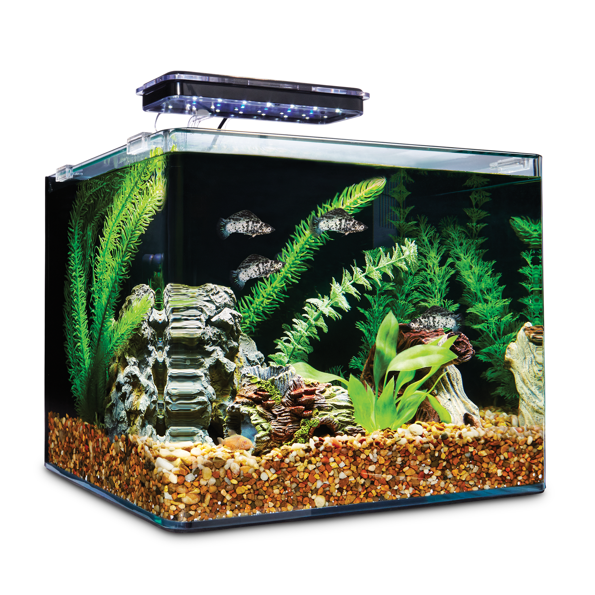 Detail Dwarf Seahorse Kit Nomer 16