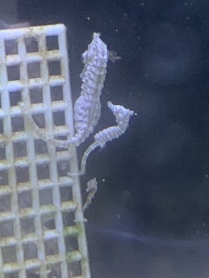 Detail Dwarf Seahorse Kit Nomer 33