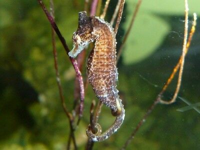 Detail Dwarf Seahorse Kit Nomer 34