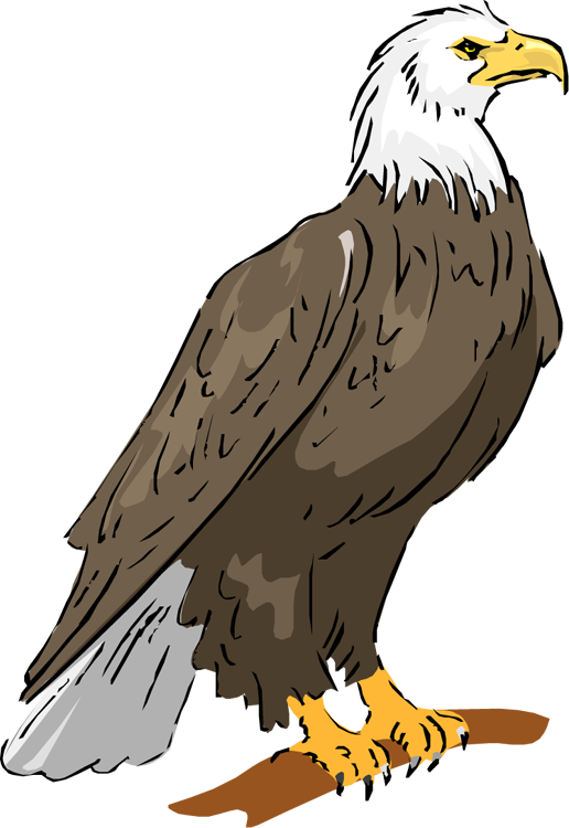 Detail Eagle Clipart Nomer 14