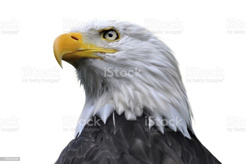 Detail Eagle Download Nomer 20