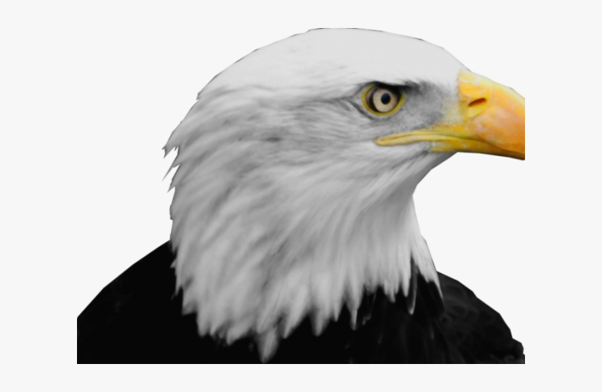 Detail Eagle Download Nomer 30