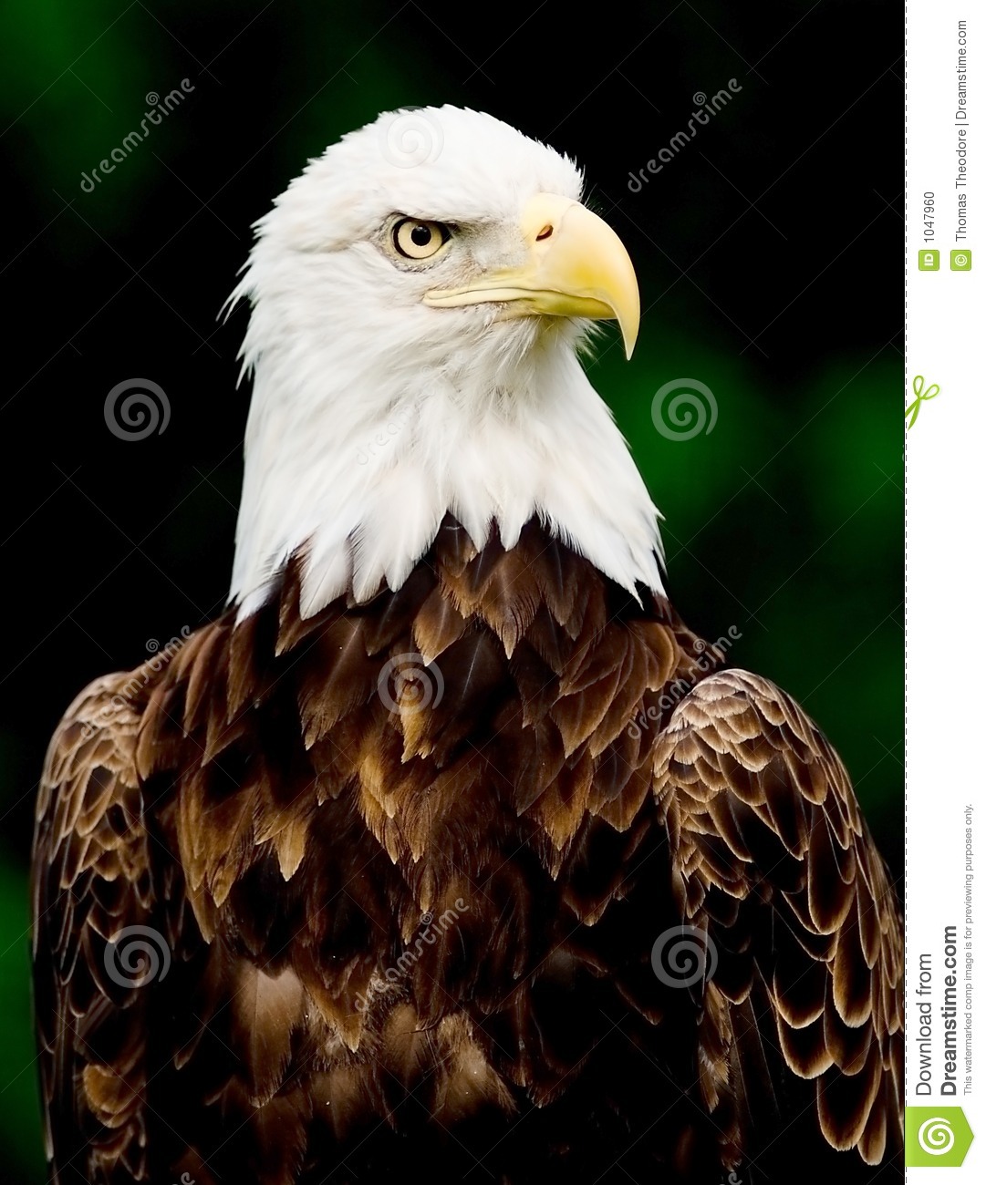 Detail Eagle Download Nomer 36