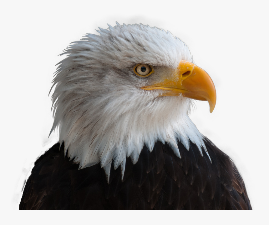 Detail Eagle Download Nomer 37