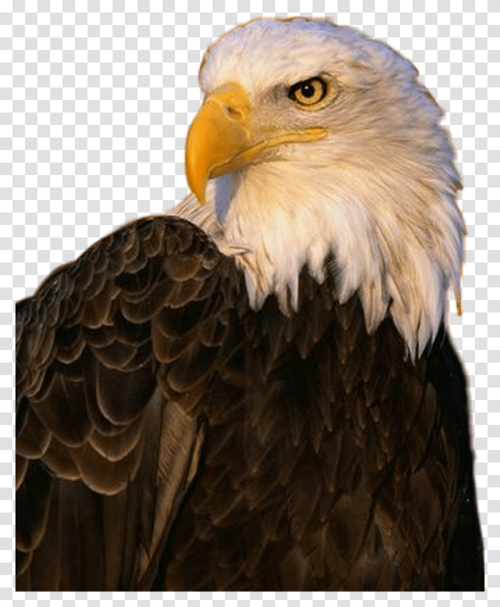 Detail Eagle Download Nomer 41