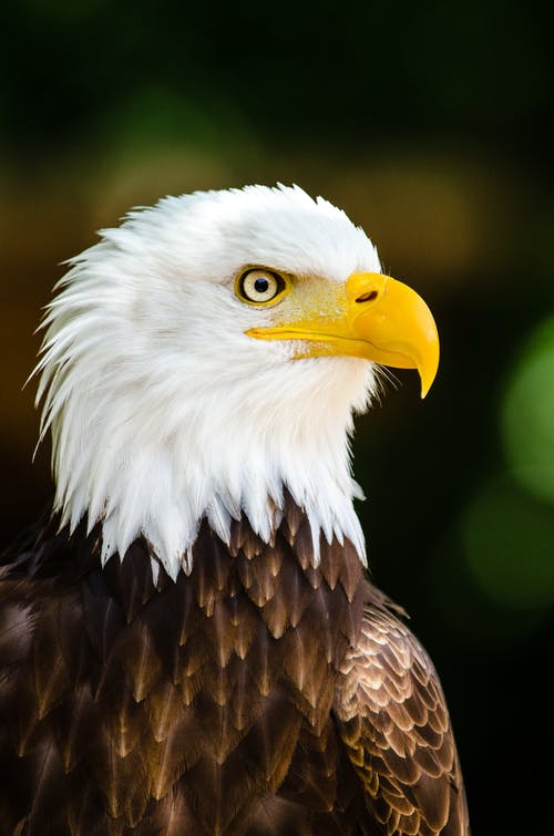 Eagle Image Free Download - KibrisPDR