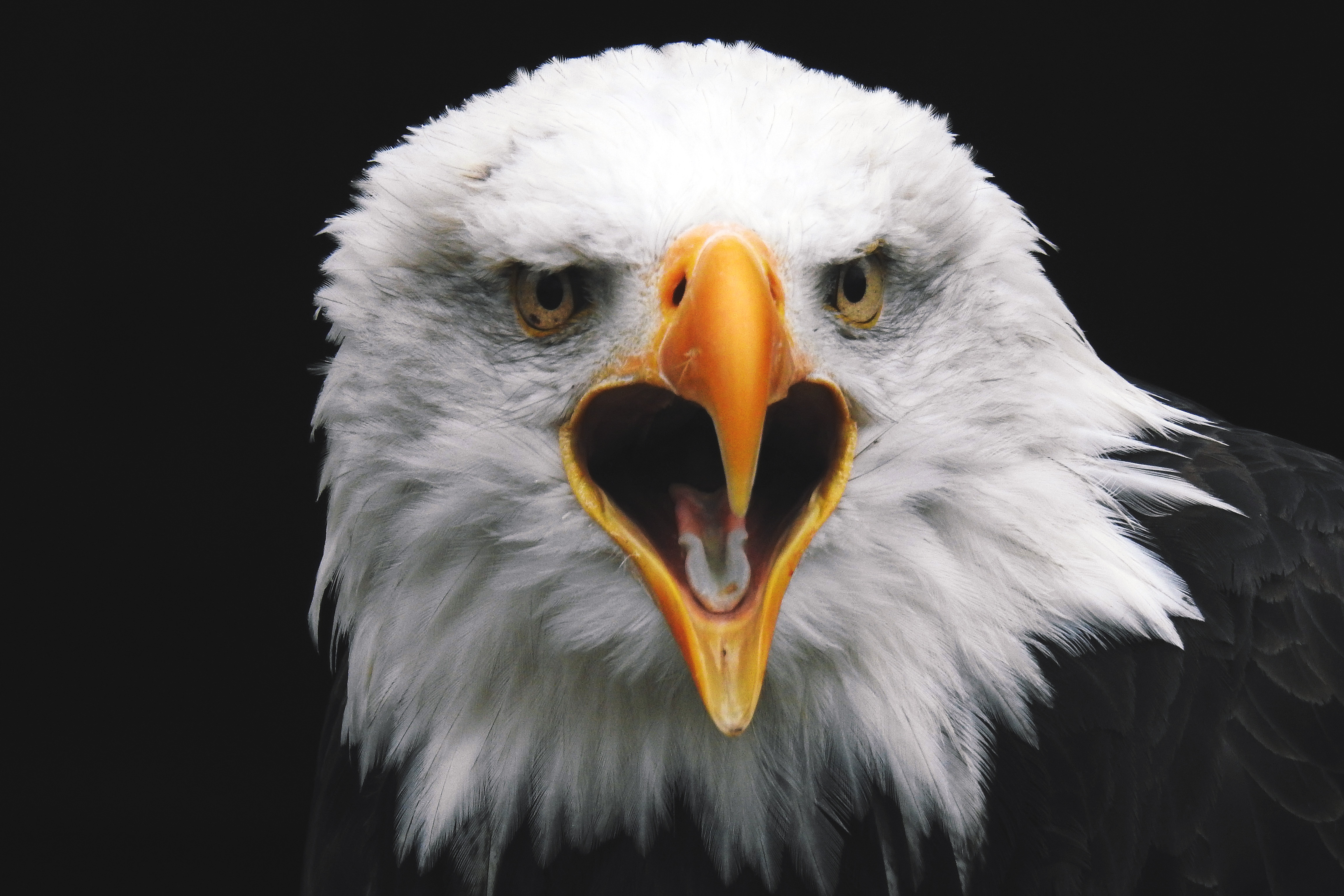 Detail Eagle Image Free Download Nomer 11