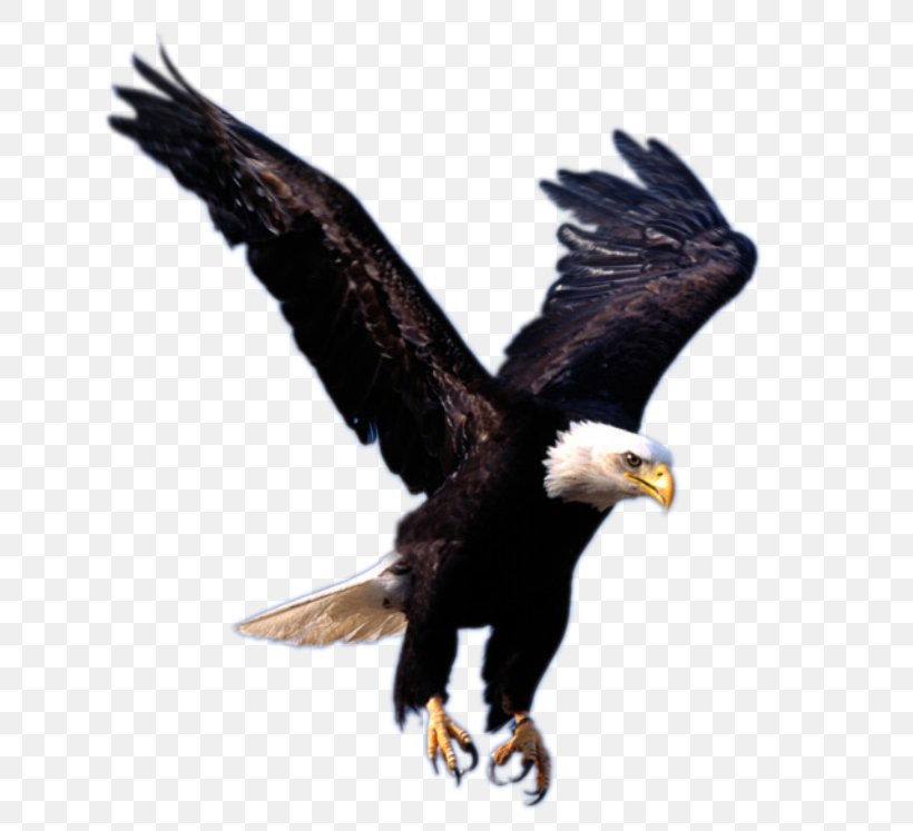 Detail Eagle Image Free Download Nomer 17