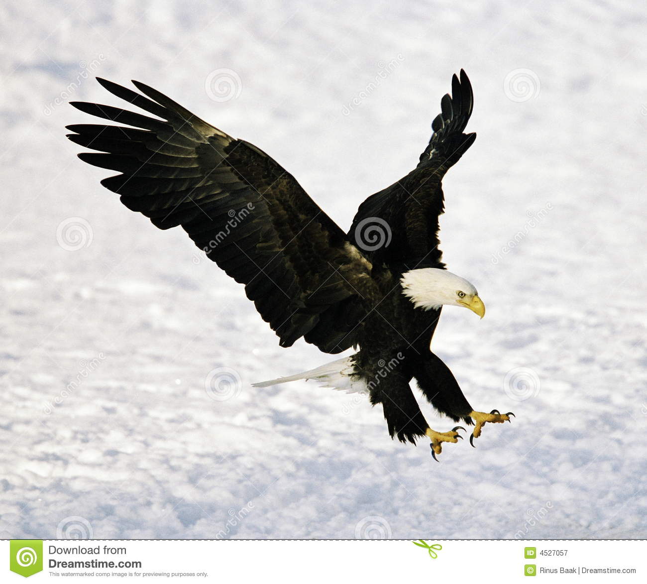 Detail Eagle Image Free Download Nomer 30