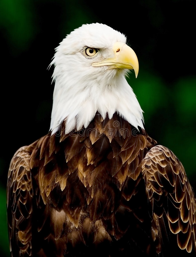 Detail Eagle Image Free Download Nomer 5