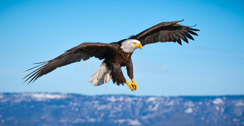 Detail Eagle Image Free Download Nomer 6