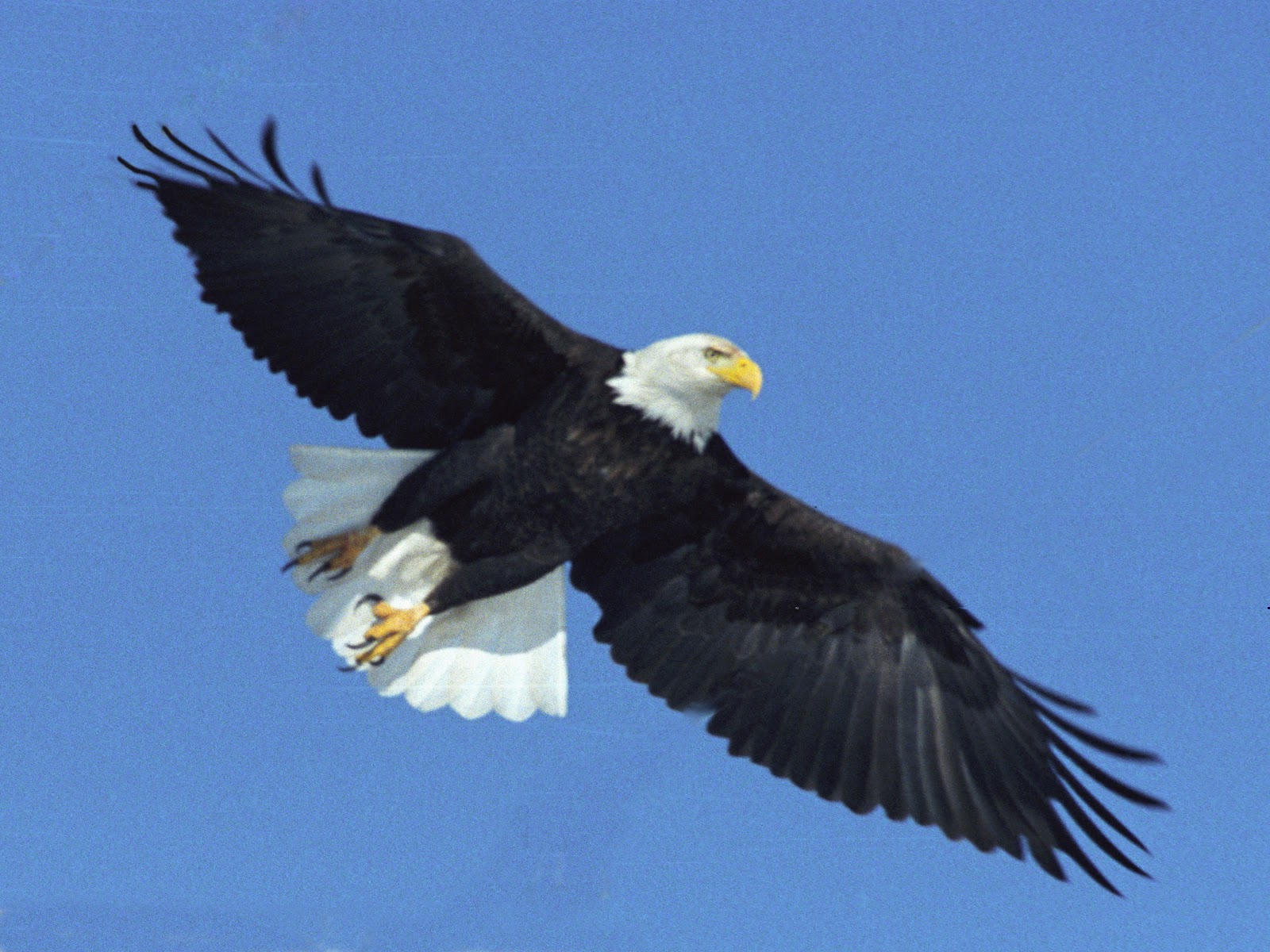 Detail Eagle Image Free Download Nomer 48