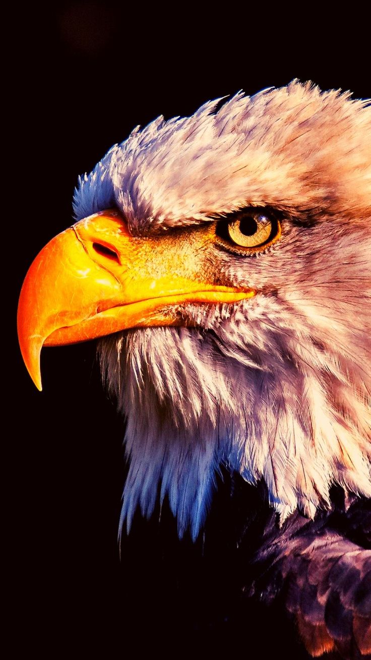 Detail Eagle Image Free Download Nomer 51