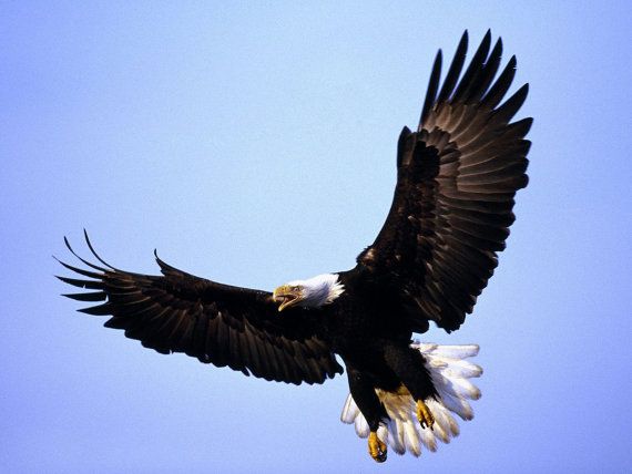 Detail Eagle Images Download Nomer 12