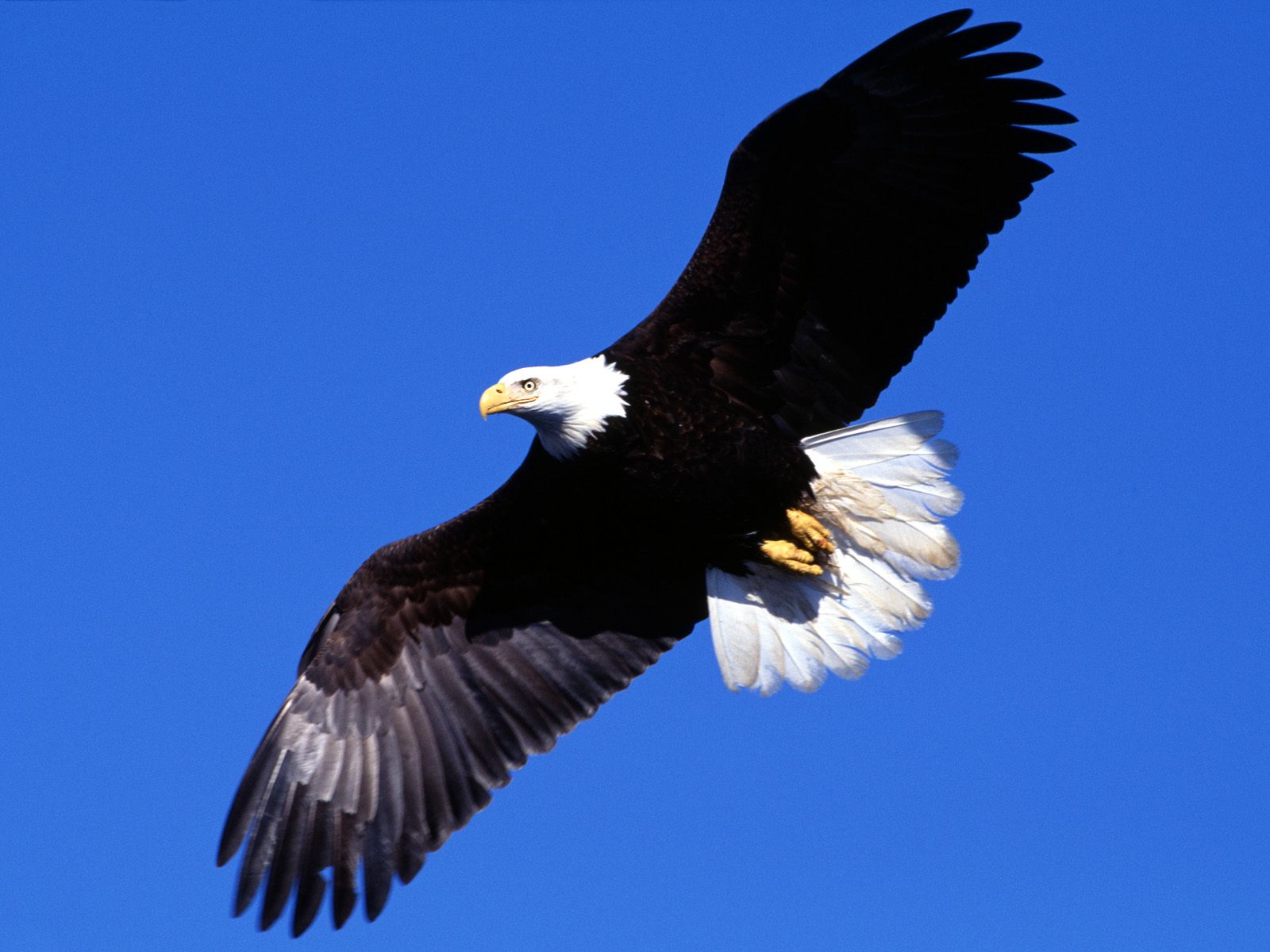 Detail Eagle Images Download Nomer 17