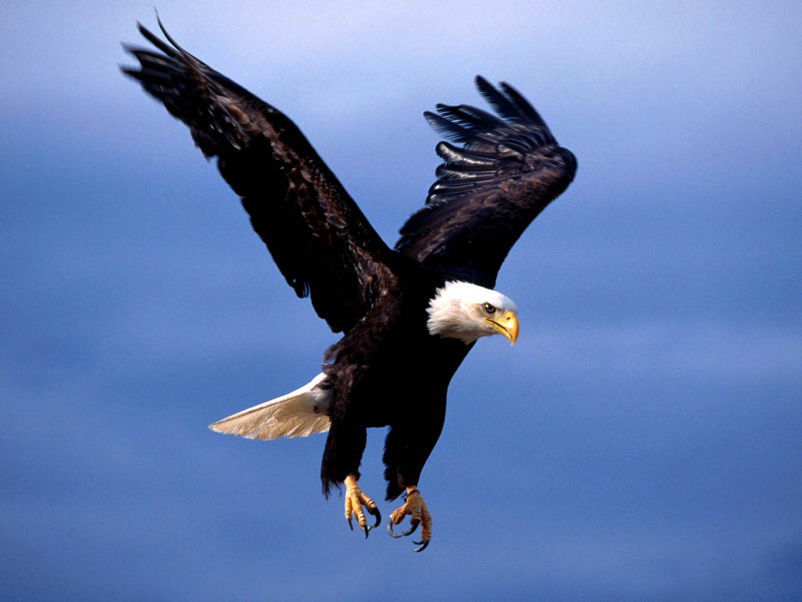 Detail Eagle Images Download Nomer 18