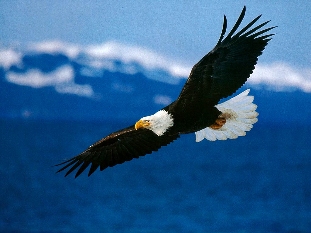 Detail Eagle Images Download Nomer 24