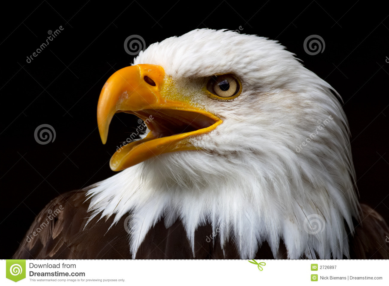 Detail Eagle Images Download Nomer 25