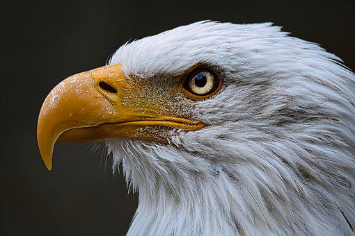 Detail Eagle Images Download Nomer 26