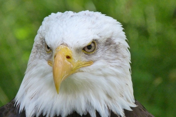 Detail Eagle Images Download Nomer 28