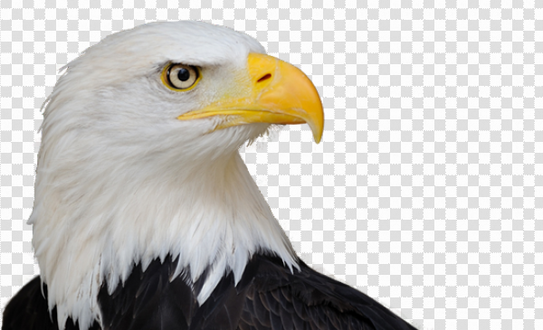 Detail Eagle Images Download Nomer 35