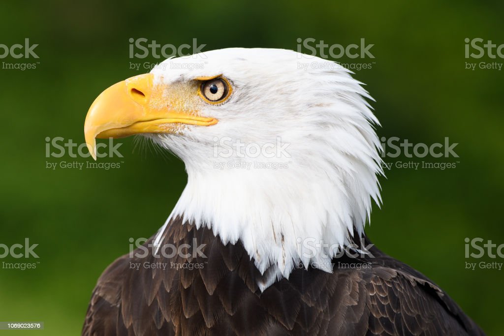 Detail Eagle Images Download Nomer 37