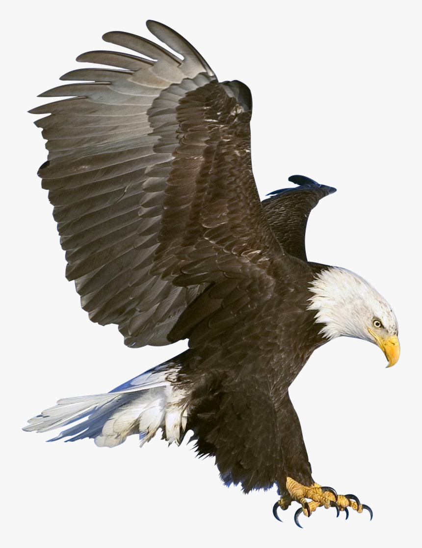 Detail Eagle Images Download Nomer 38