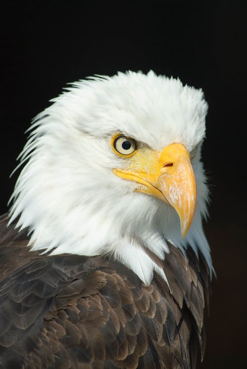 Detail Eagle Images Download Nomer 5