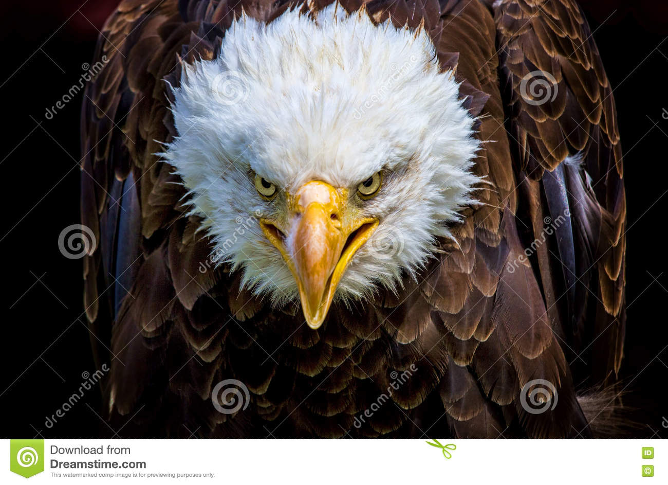 Detail Eagle Images Download Nomer 40