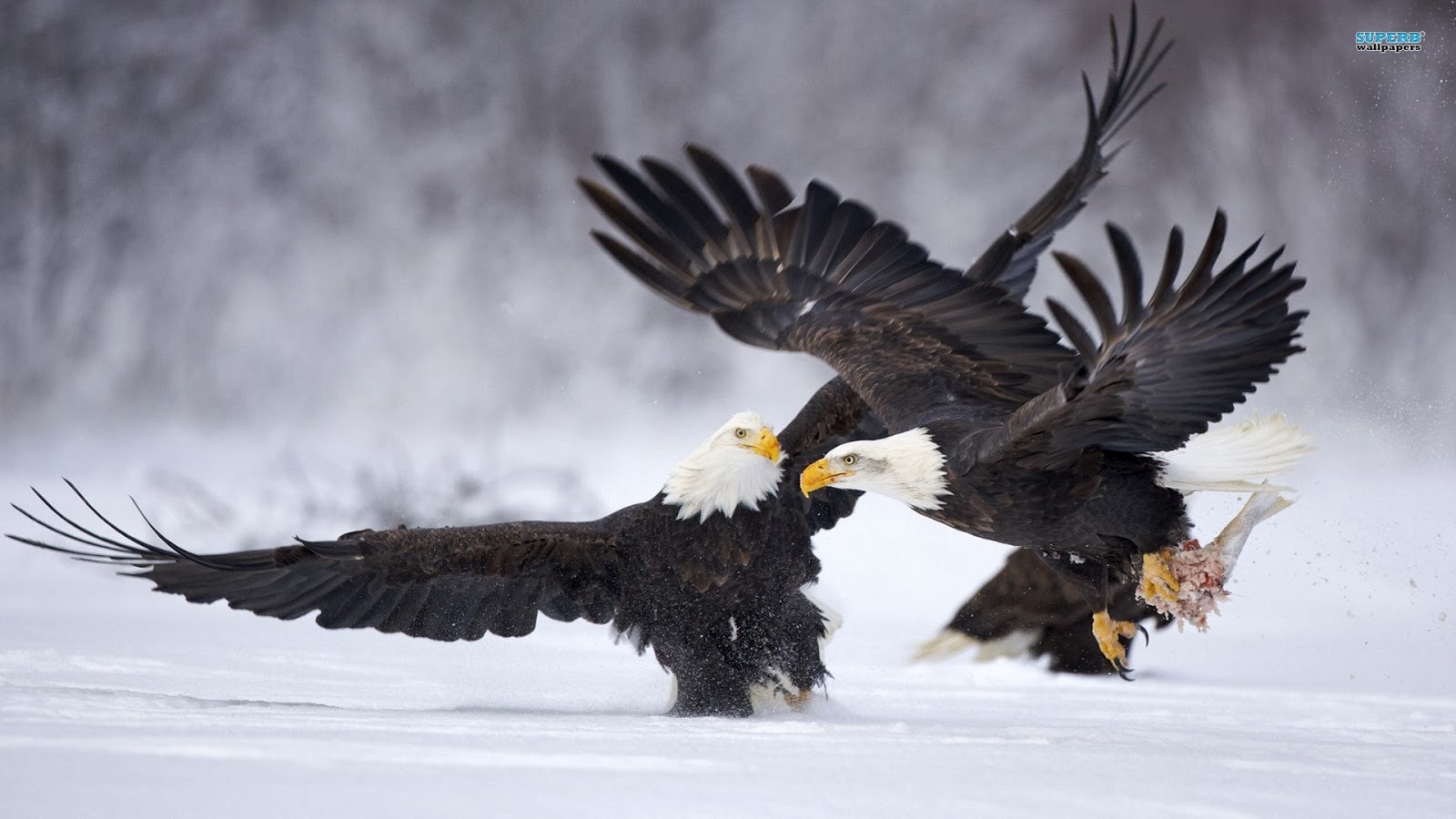 Detail Eagle Images Download Nomer 47