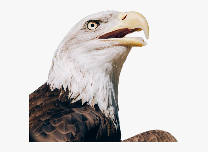 Detail Eagle Images Download Nomer 50