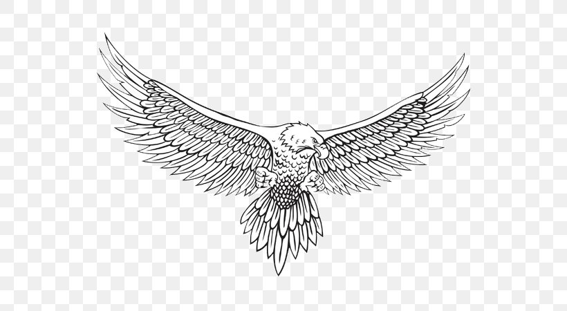 Detail Eagle Outline Png Nomer 26