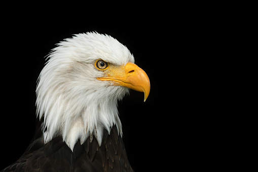 Detail Eagle Pictures Download Nomer 14