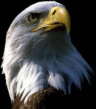 Detail Eagle Pictures Download Nomer 41